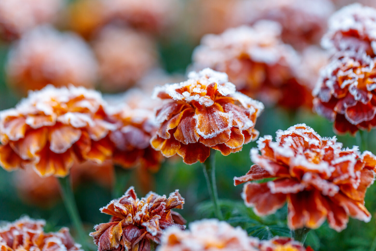 Wednesday’s freezing temperatures could kill sensitive plants in DC region