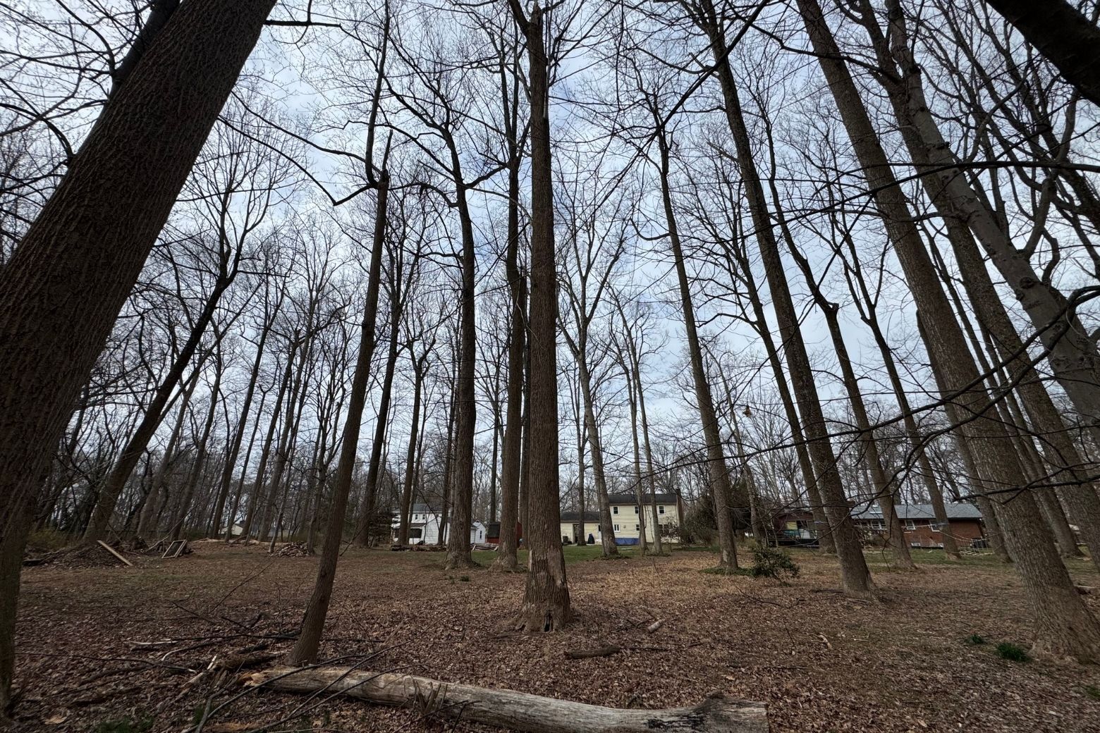 Big storms in DC-area may unveil warning signs about vulnerable trees